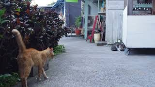 台湾・猫村の猫のケンカ