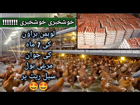Lohman Brown Young Egg Laying Females | Lohmann Brown Farming In Pakistan | Poultry Farming