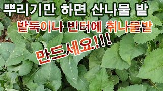 뿌리기만 하면 산나물밭!!! 밭둑이나 빈터에 취나물밭 만드세요!!(산나물 재배, 산나물 채취, 산나물 씨앗 …