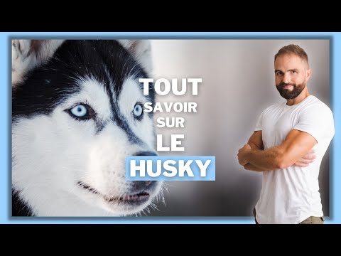 , title : 'Race de chien Husky : caractère, dressage, comportement, santé de ce chien de race...'
