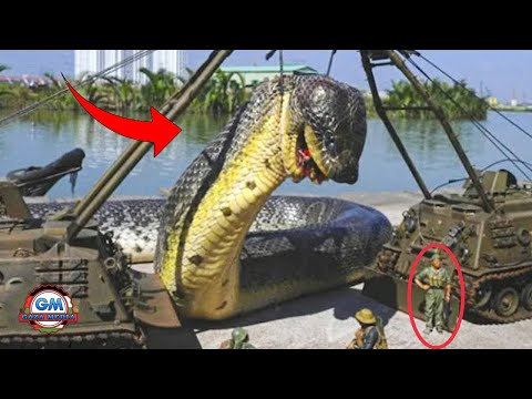 Ular Terbesar Di Dunia Berdasarkan Rekor Dari Jenisnya Yang Pernah D