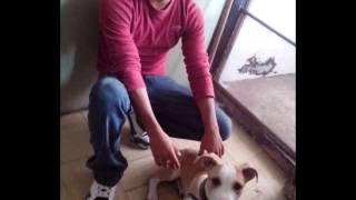 Despedida Inesperada - SIMON