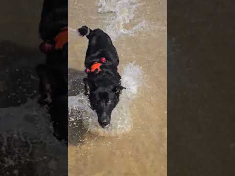 Oddy's first time at the beach