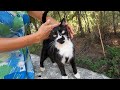 Tuxedo Cat Who Starts Purring Loudly When Petted Is Incredibly Cute