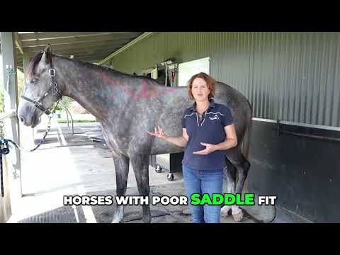 Poor Saddle Fit Causes Equine Trapezius Atrophy
