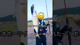 オホーツク！青物トップウォーターバトル！初のブリ釣りで90cm8.5kgのブリ釣っちゃった🤭#釣り　#オホーツク #料理 #ショアジギング #fishing #北海道