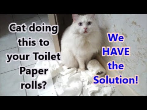 Easy Solve for Cat Toilet Paper Problem!