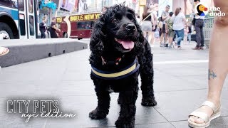 Rescue Dog Loves Being A Spongebob Broadway Star | The Dodo City Pets by The Dodo