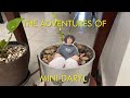 The Adventures Of Mini Daryl