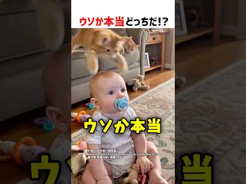 【何問正解できる？】ウソか本当どっちだ！？ part111 #ショート #クイズ #shorts #猫 #かわいい #cat #cute