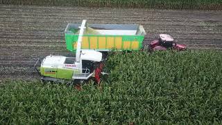 Loonbedrijf Vandijck | Mais hakselen 2021 | CLAAS Jaguar 870