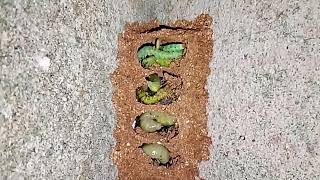 Cân cảnh tổ sâu quái dị làm trên khe tường là đây