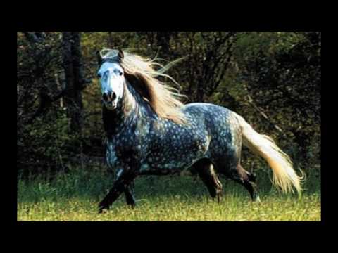 世界で最も美しい馬10頭