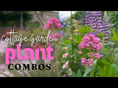 Cottage Garden Planting Combinations | Perennial Garden