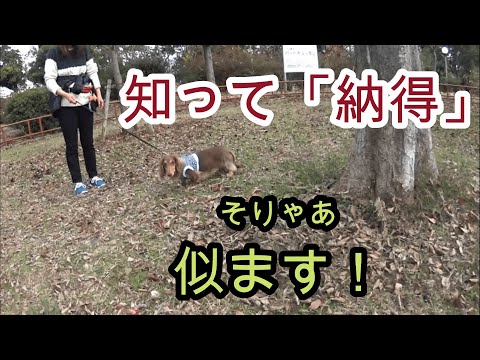 犬は飼い主に似るって本当ですか?