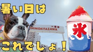 下北沢にワンコと行けるかき氷屋さんがあるらしい！？　　　　　　　　　　　　　　"Is there a dog-friendly shaved ice shop in Shimokitazawa?"