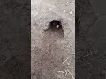 Rabbit trap