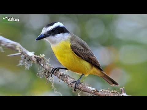 O CANTO DO BEM-TE-VI NA NATUREZA - Aves do Brasil !