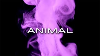 Animal - Skyward (Official Audio)