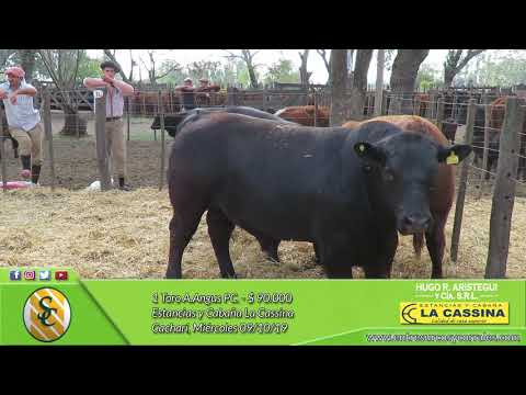 09-10-19 - Venta de Toros - Estancias y Cabaña La Cassina - Cacharí