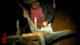 Kangaroo Slaughter For Fur
