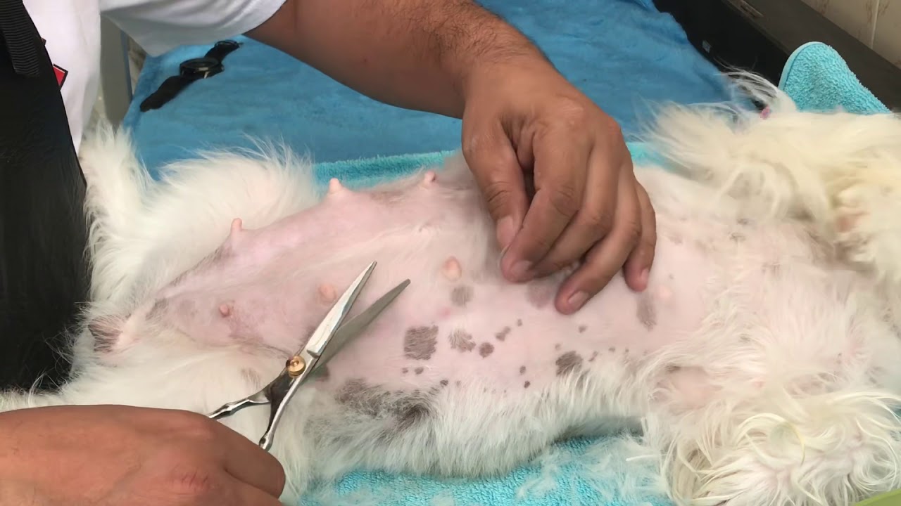 Mi Perra está Embarazada l CONSEJOS l La Casita de los Shih Tzu.