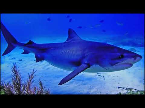 DX News Video