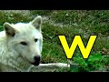 ALPHABET ANIMALS PHONICS ALPHABET SONG Part 35