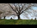 Rufus Wainwright Peach Trees