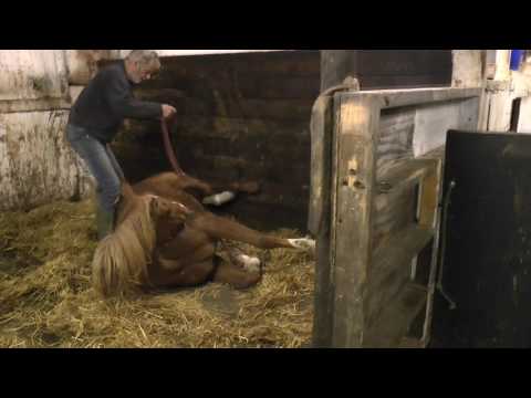 YouTube video about: How to get a cast horse up?