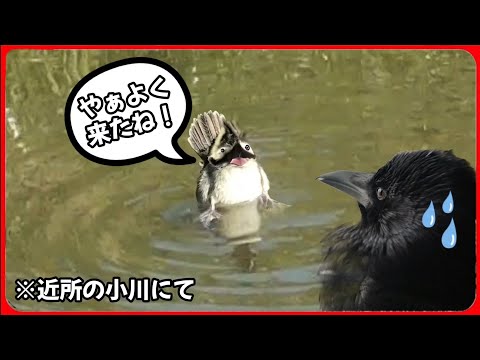 youtube-動物記事1970/01/01 09:00:00