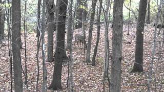 preview picture of video 'BUTTON BUCK MINNESOTA BOW HUNTING 2013'