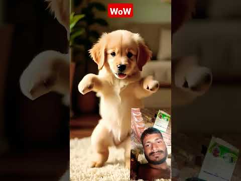 Dog Cute #cute #funny #pets #cat #baby #dog #foryou #tiger #cuteanimal #trending