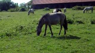 preview picture of video 'WIlde paardjen met veulens in Meinerswijk (Arnhem)'