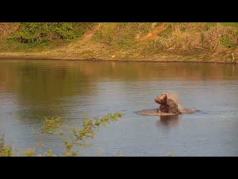 Djuma: Two Hippos interacting - 17:12 - 11/05/2023