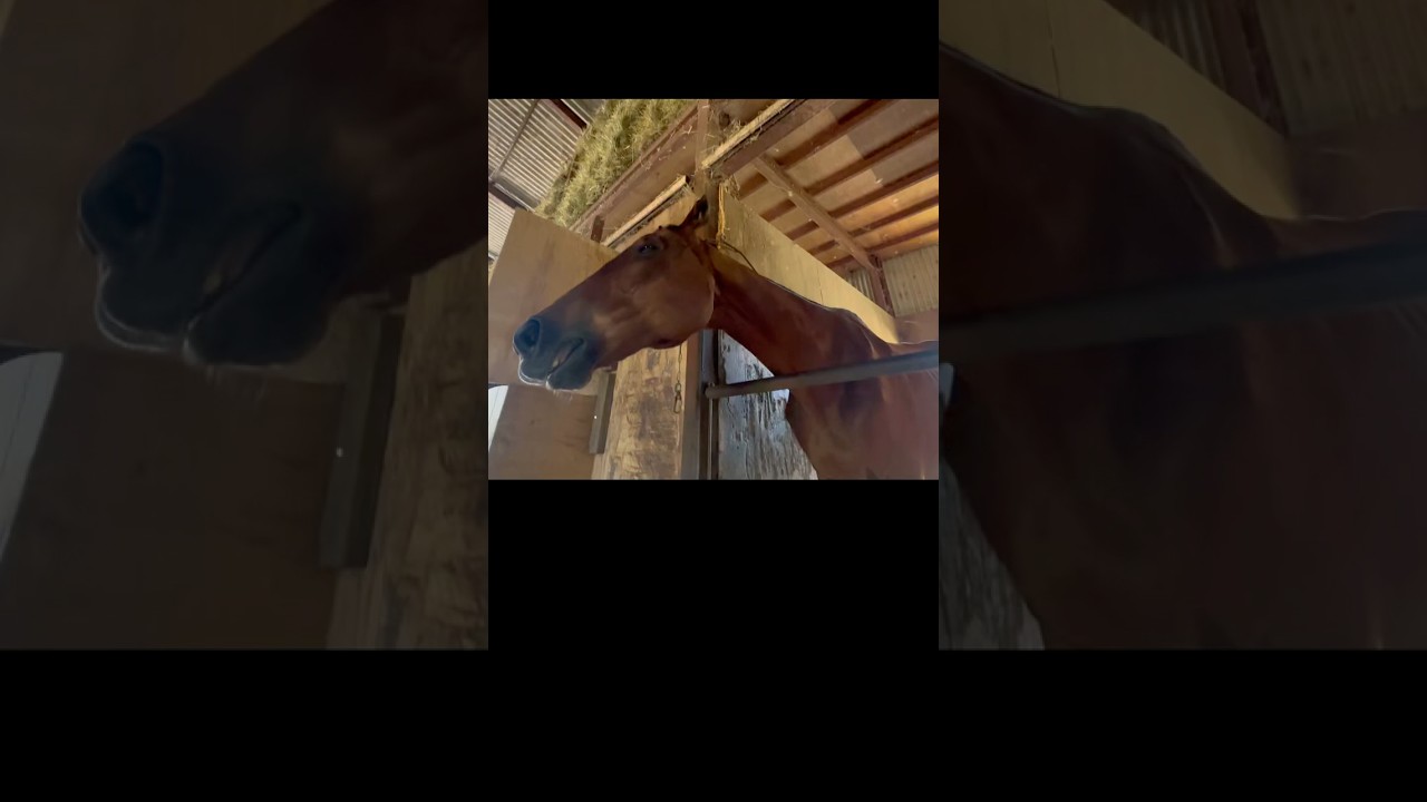 まつ 1/4 #引退馬　#horse 　#なみあし会　#animals