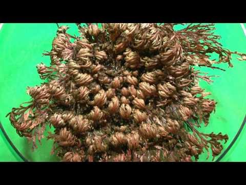 Rose of Jericho opening time lapse