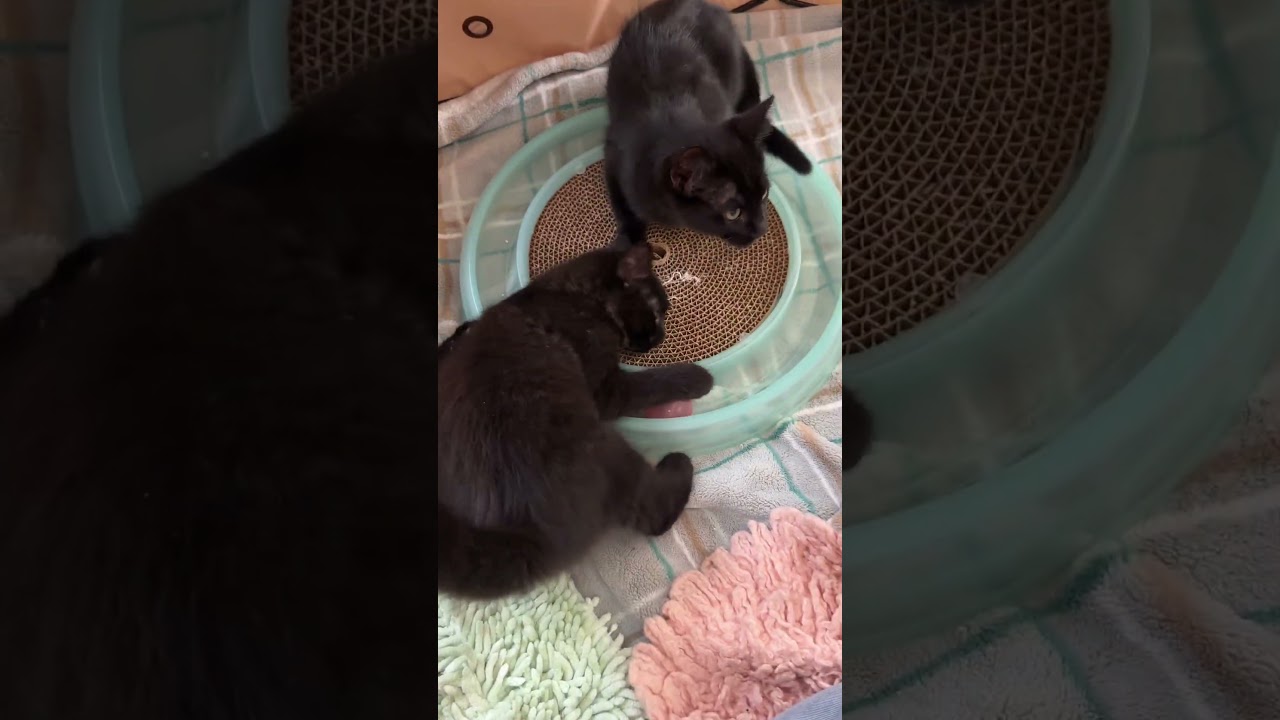 Enlarge Doodle baby kitten *video* (great with kids and pets)! , a Adoptable Domestic Short Hair in Port Orange, FL video 4/4