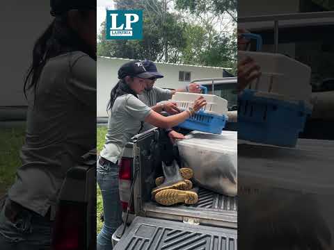 Corpocaldas libera un puma yaguarundí juvenil que fue rescatado en Chinchiná #Caldas