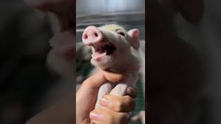 Download lagu suara babi ngakak mp3 Download lagu suara babi ngakak mp3