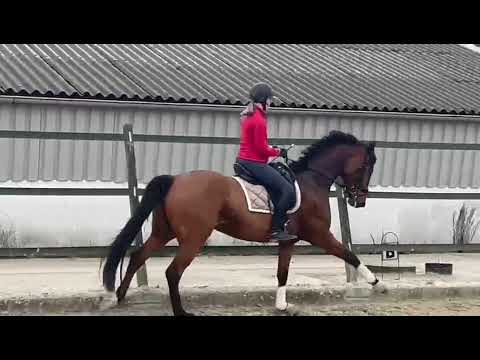 Perfect Present (Blue Hors Farrell X Apache)