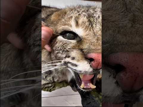 As Maiores Mentiras do mundo ANIMAL! #curiosidades #animais #bichos