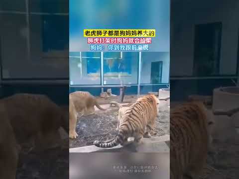 老虎獅子都是狗媽媽養大的，獅虎打架時狗媽就會拉架，狗媽：你到我跟前來說 #大熱門
