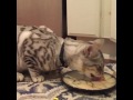 Savage Cat Food® Promotes Chewing