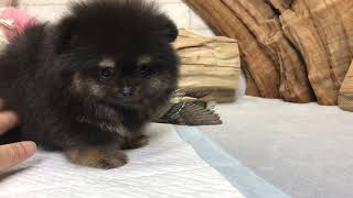Video preview image #1 Pomeranian Puppy For Sale in SEATTLE, WA, USA