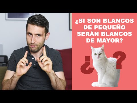 ¿Los gatos pequeños que son blancos seguirán siendo blanco de mayores?