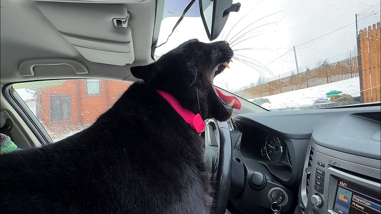 Boring Day/Luna the panther wants to drive a Subaru🤪(ENG SUB)