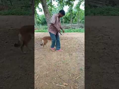 @afzaldogstrainer.bordingce930