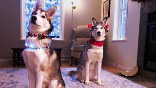 Huskies Holiday Gift Giveaway!