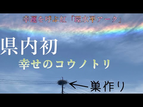 コウノトリを庭に呼び込むにはどうすればよいですか？巣はどうやって作るの？  庭園
